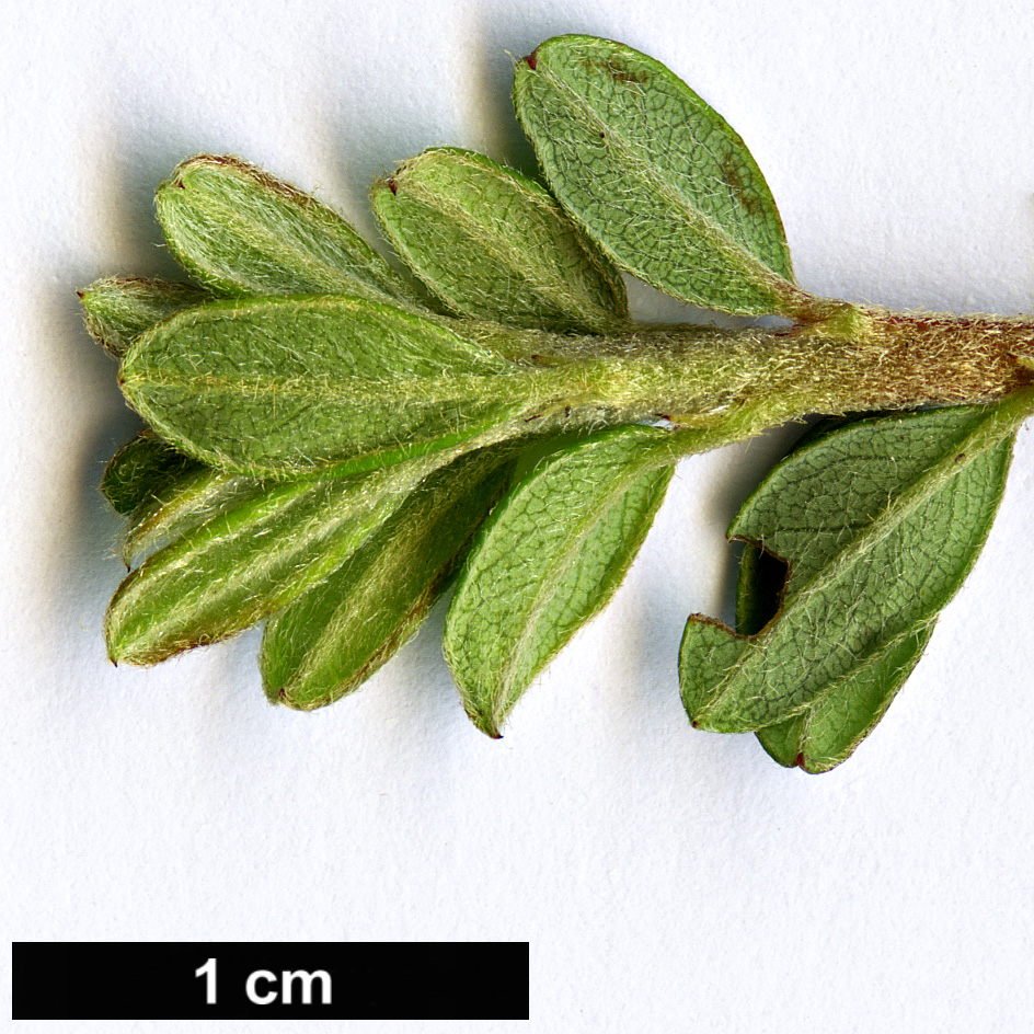 High resolution image: Family: Rosaceae - Genus: Cotoneaster - Taxon: conspicuus - SpeciesSub: ’Red Alert’